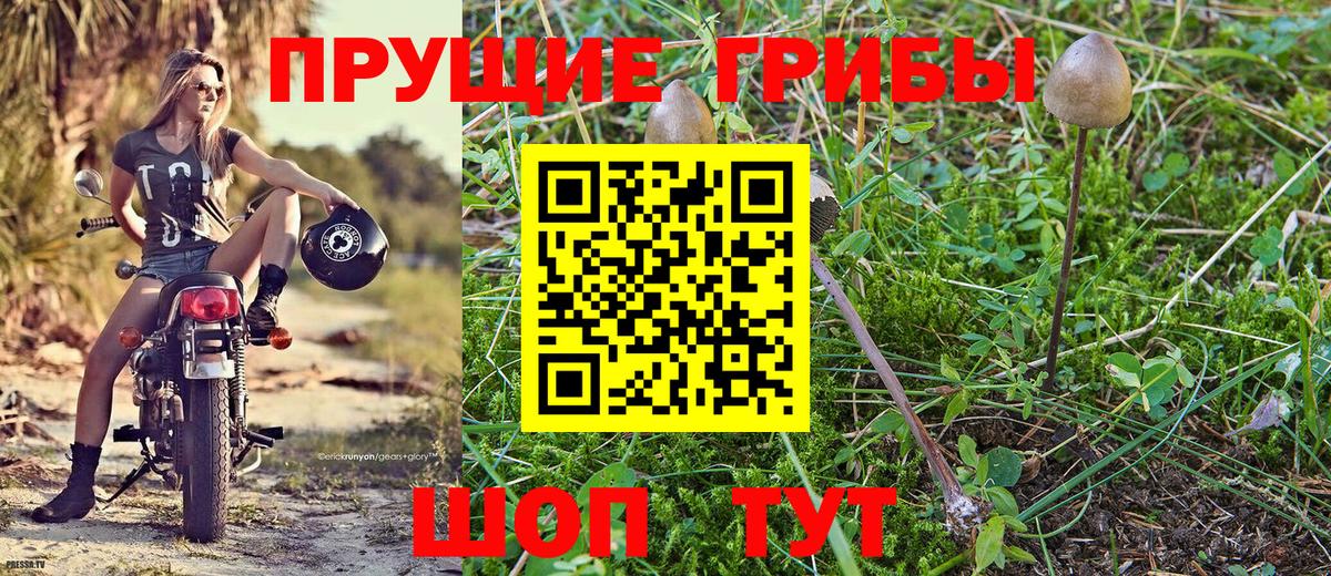 Псилоцибиновые грибы Cubensis  где продают наркотики  Качканар 